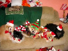A Pommie Christmas