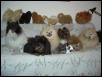 The LovesPoms Gang