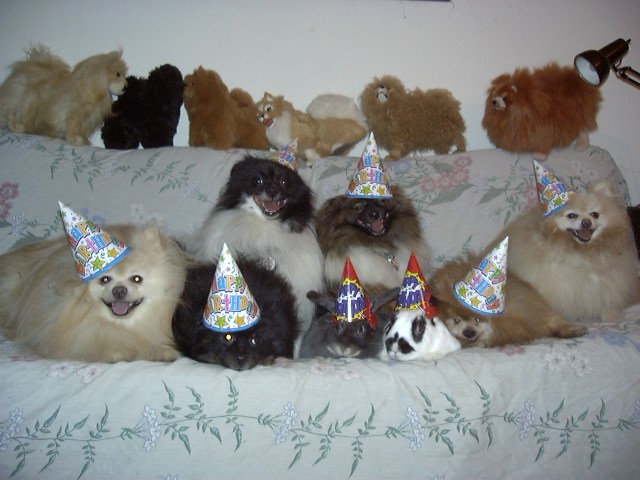 The Party Animals