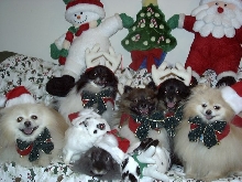 Santa's Helpers??