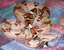 Rosie