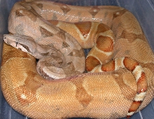 Ghost-Hog female
