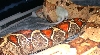 Daisy Mae1