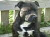 Harvey