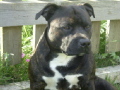 Harvey