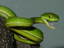 Dreyfus my pet pit viper lol
