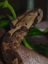 Gaboon Viper pet
