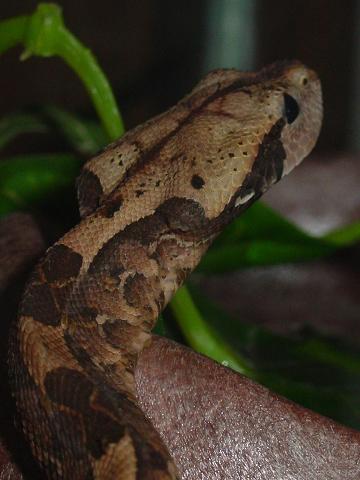 Gaboon Viper pet