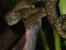 Horned Bush Viper