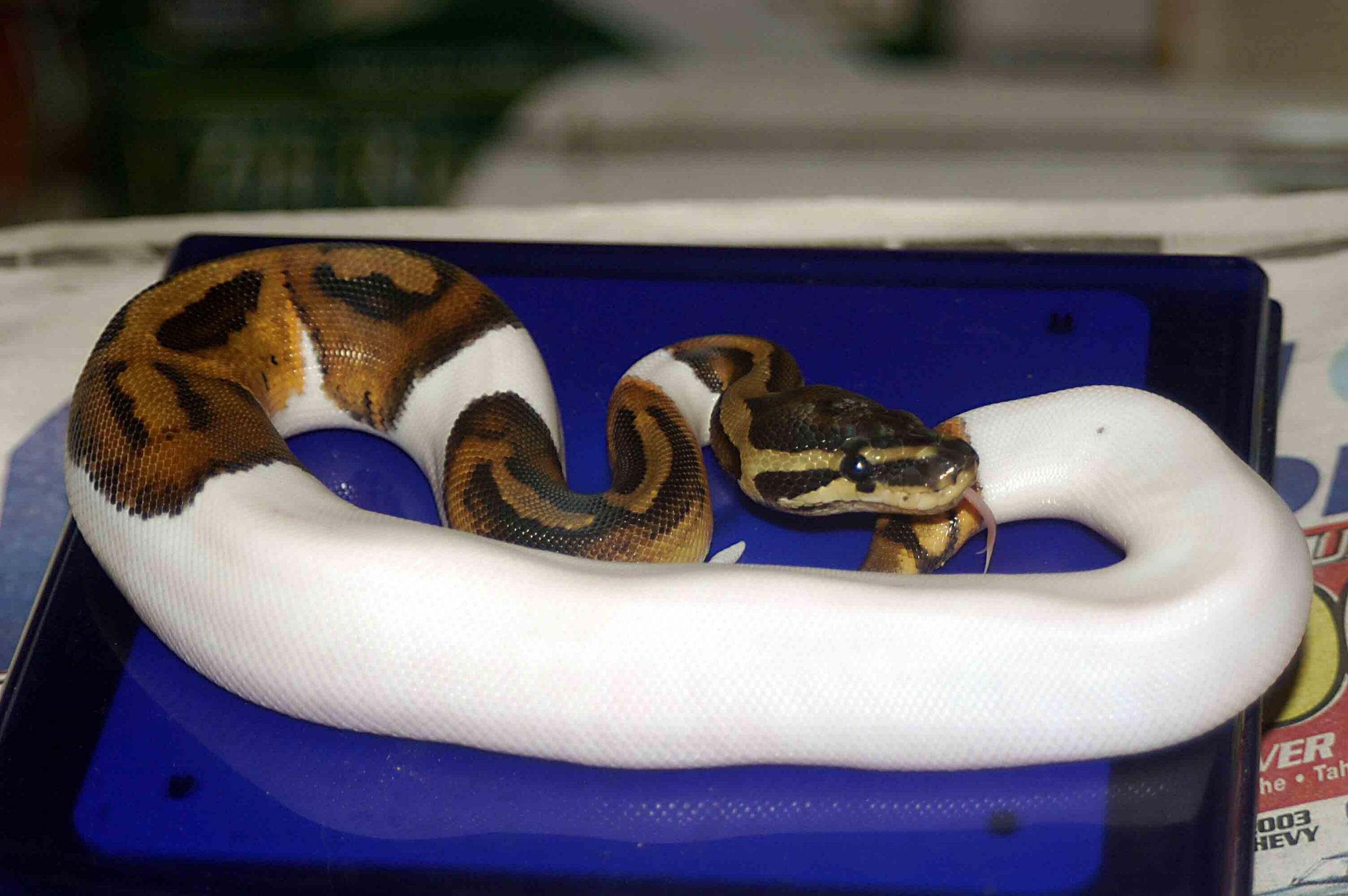 new pied