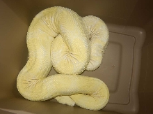 snow boa