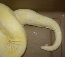 snow boa2