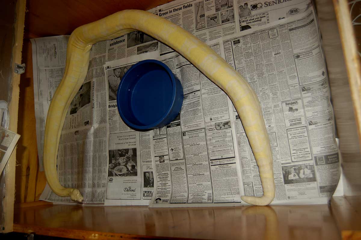 snow boa4