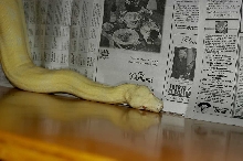snow boa5