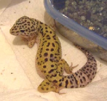 Circleback Leo