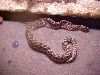 My 2 hognose snakes