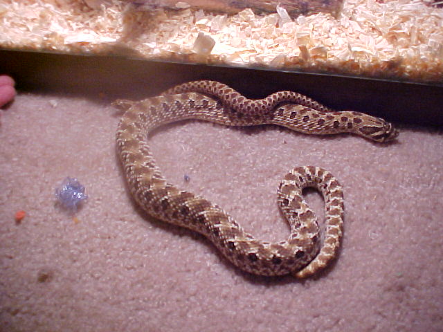 My 2 hognose snakes