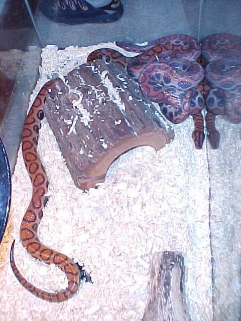 my Rainbow Boas