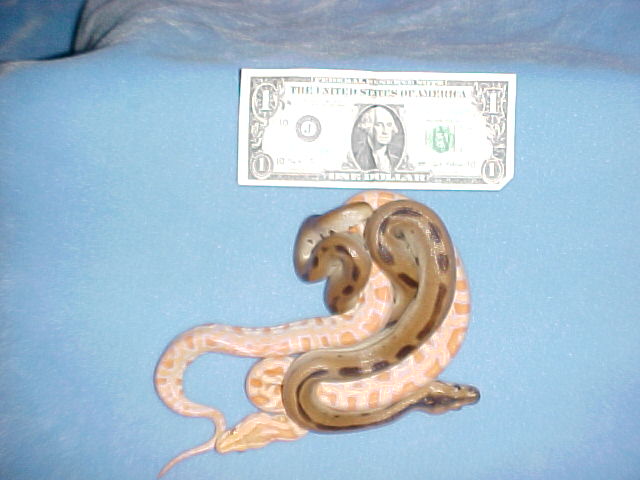 size comparison