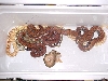 my snake pit!