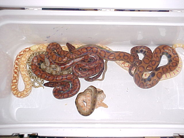 my snake pit!