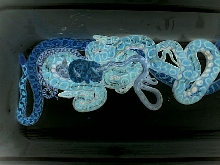 CAN YOU IDENTIFY???