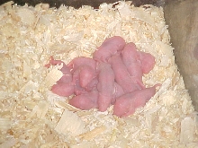 baby rats