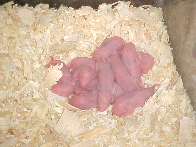 baby rats