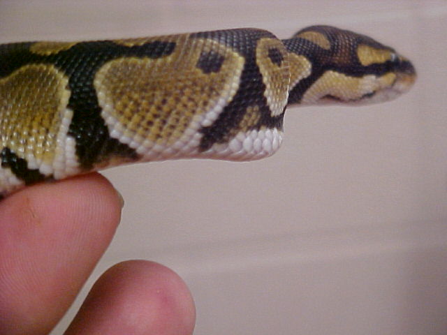 lump.......