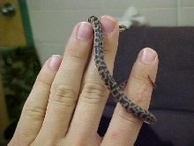 spotted python