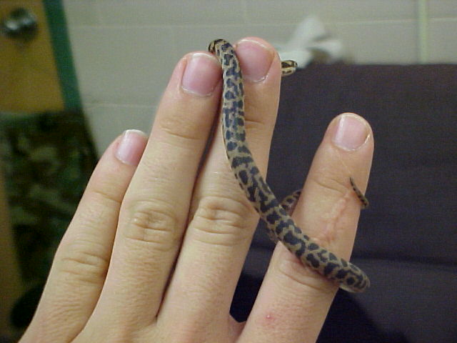 spotted python
