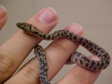 spotted python