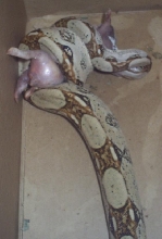 boas first rabbit