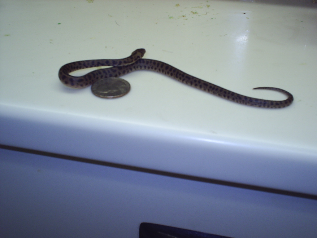 last of the spotted pythons