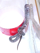 new spotted python