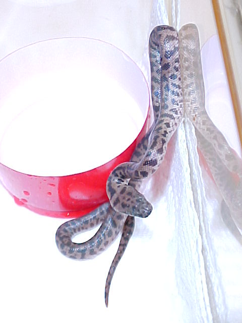 new spotted python