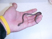 more spotted python