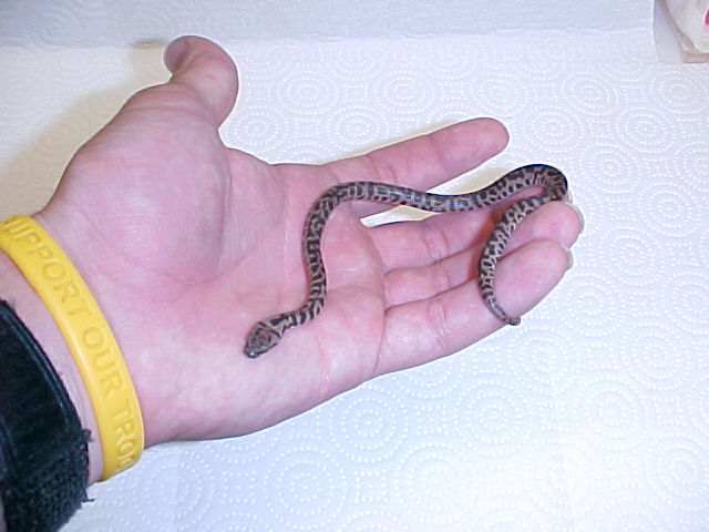 more spotted python