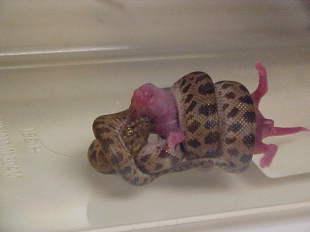 spotted pythons