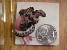 spotted pythons