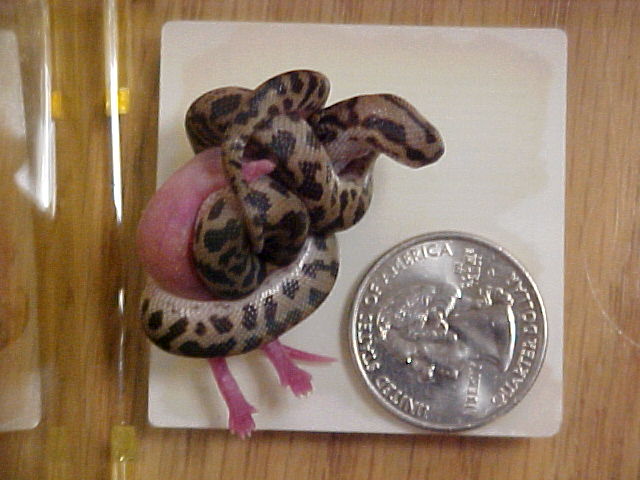 spotted pythons