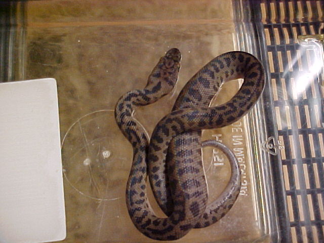 spotted python