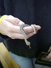 spotted python