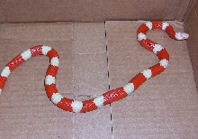 Albino Nelsoni