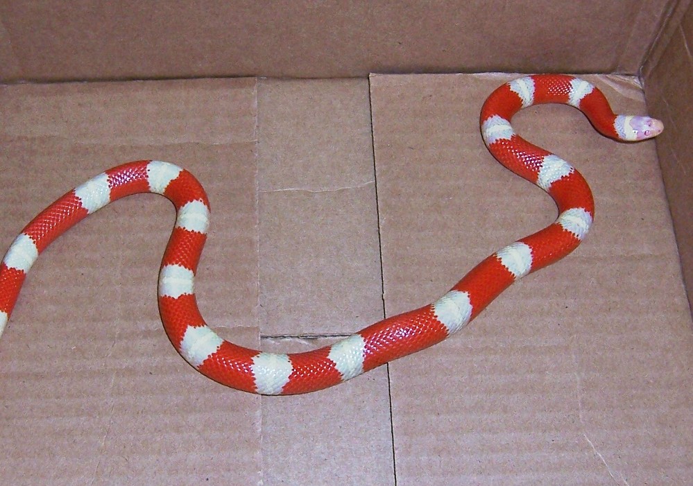 Albino Nelsoni