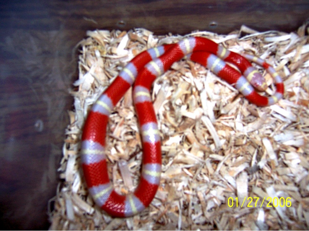 Albino female