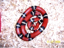 Het female