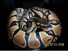 nice new female