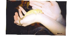 1 year old gold grested male