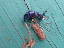 Unknown Beetle